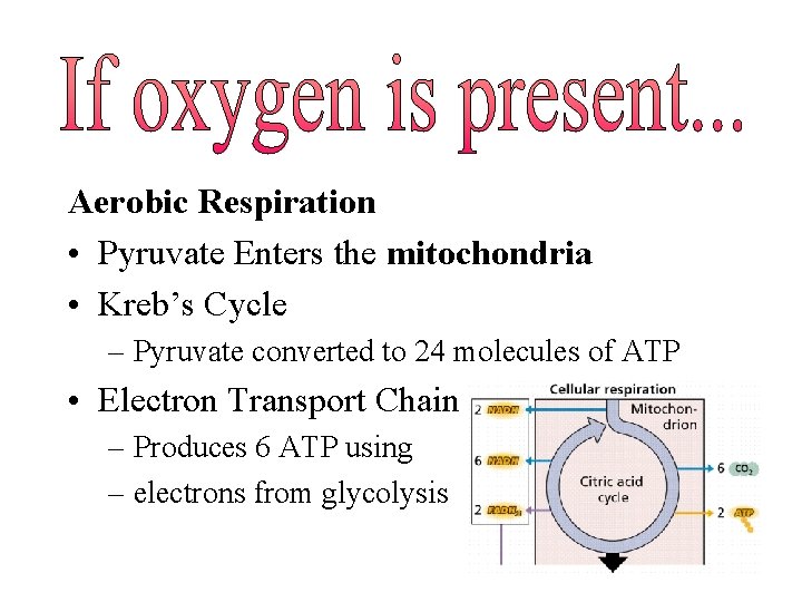 Aerobic Respiration • Pyruvate Enters the mitochondria • Kreb’s Cycle – Pyruvate converted to