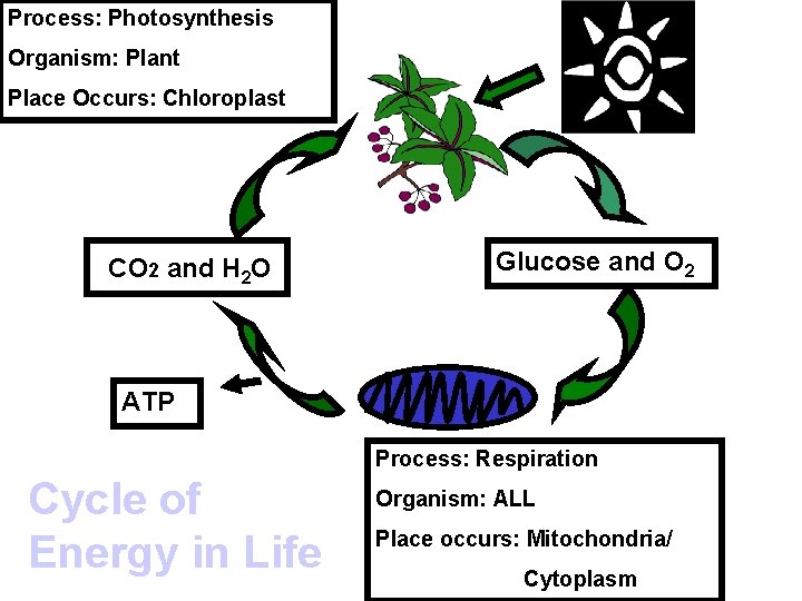 Process: Photosynthesis Organism: Plant Place Occurs: Chloroplast CO 2 and H 2 O Glucose