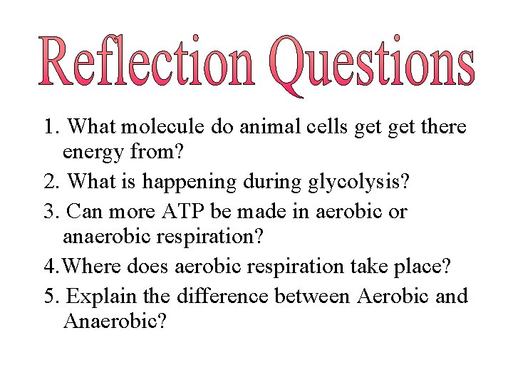1. What molecule do animal cells get there energy from? 2. What is happening