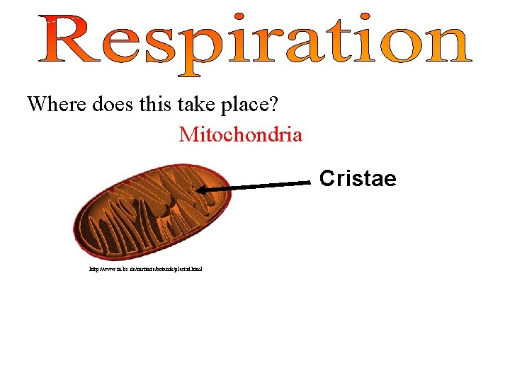 Where does this take place? Mitochondria Cristae http: //www. tu-bs. de/institute/botanik/plastid. html 