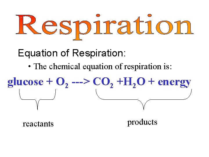 Equation of Respiration: • The chemical equation of respiration is: glucose + O 2