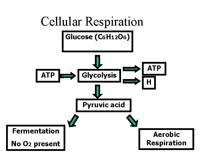 Cellular Respiration Glucose (C 6 H 12 O 6) ATP Glycolysis ATP H Pyruvic
