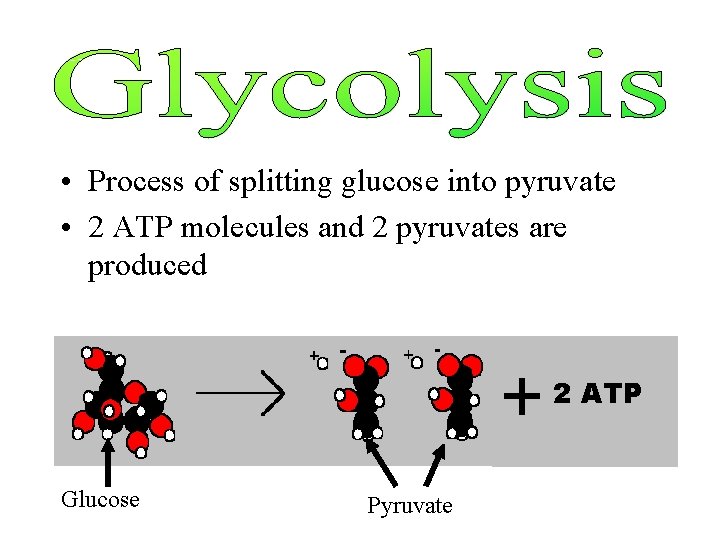  • Process of splitting glucose into pyruvate • 2 ATP molecules and 2