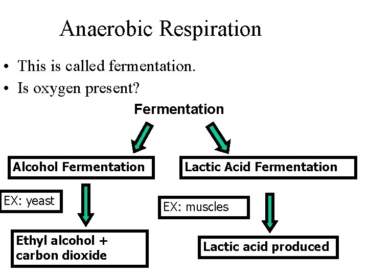 Anaerobic Respiration • This is called fermentation. • Is oxygen present? Fermentation Alcohol Fermentation