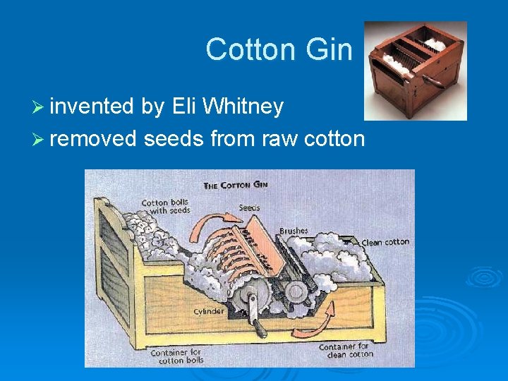 Cotton Gin Ø invented by Eli Whitney Ø removed seeds from raw cotton 