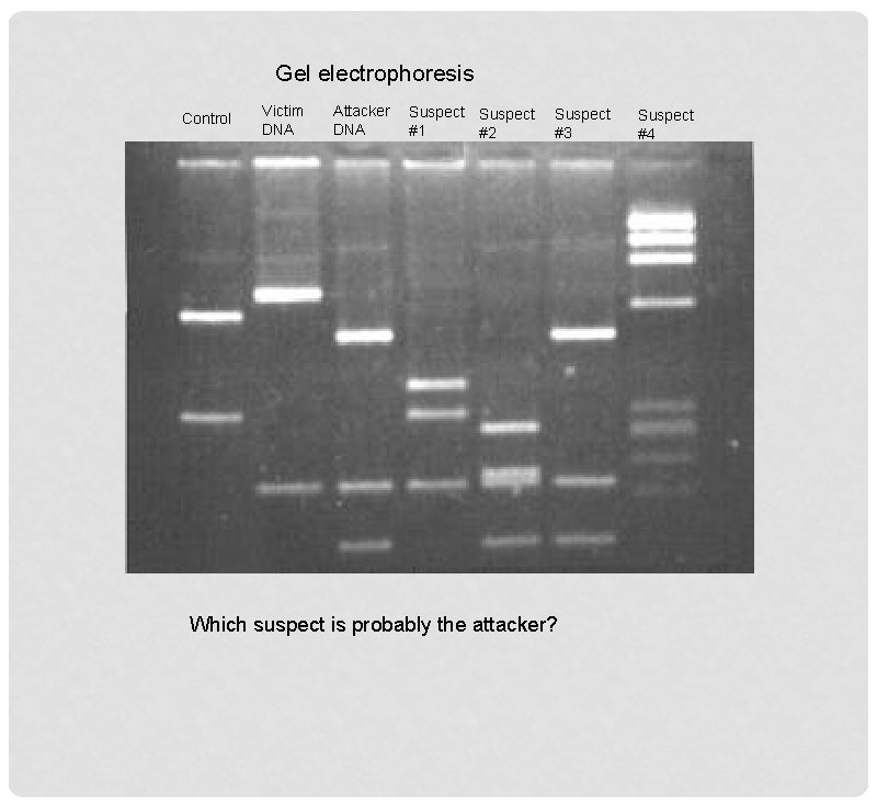 Gel electrophoresis Control Victim DNA Attacker DNA Suspect #1 #2 Suspect #3 Which suspect