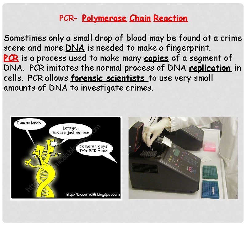 PCR- Polymerase Chain Reaction Sometimes only a small drop of blood may be found