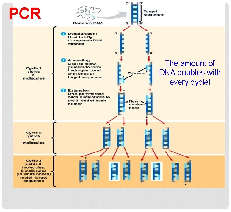 PCR The amount of DNA doubles with every cycle! 