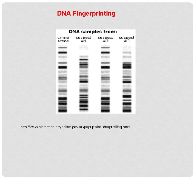 DNA Fingerprinting http: //www. biotechnologyonline. gov. au/popups/int_dnaprofiling. html 