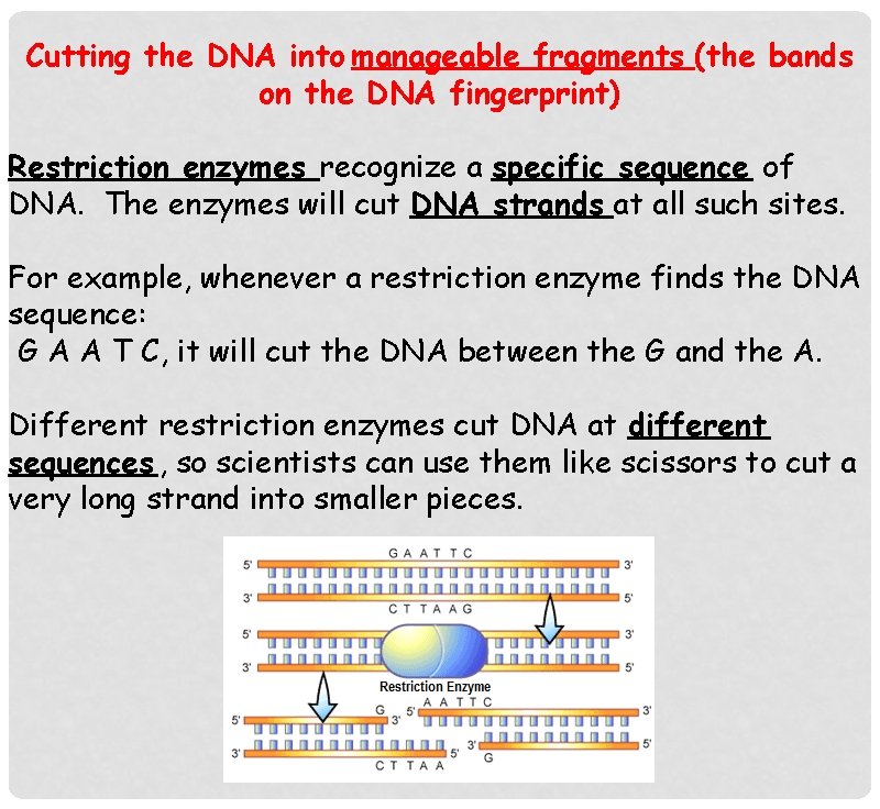 Cutting the DNA into manageable fragments (the bands on the DNA fingerprint) Restriction enzymes