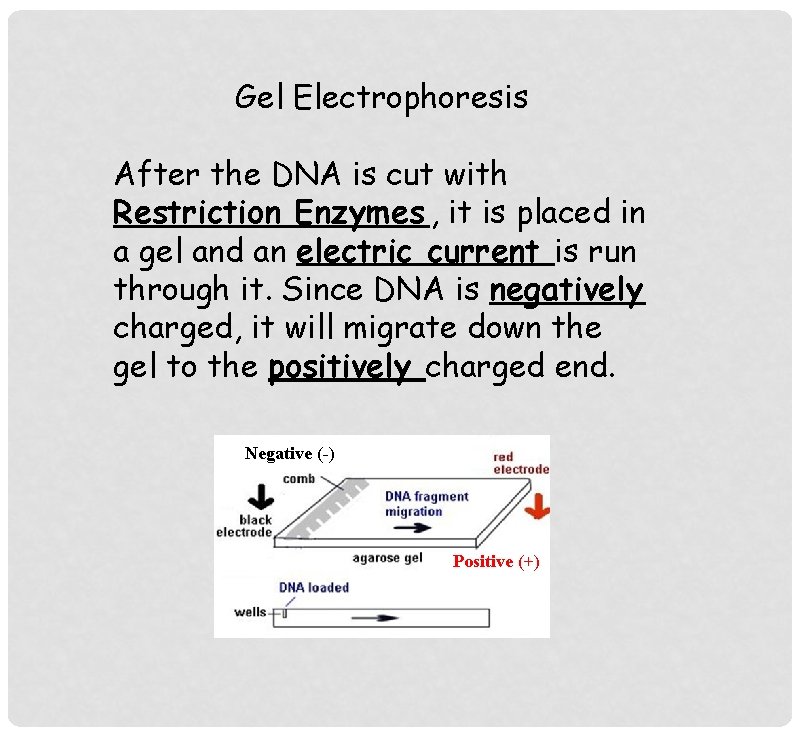 Gel Electrophoresis After the DNA is cut with Restriction Enzymes , it is placed