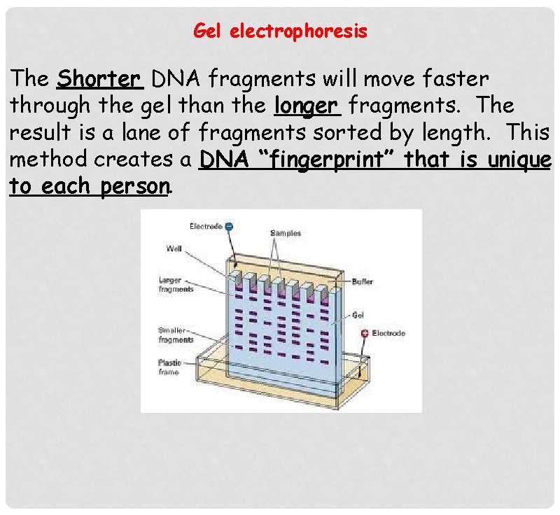 Gel electrophoresis The Shorter DNA fragments will move faster through the gel than the