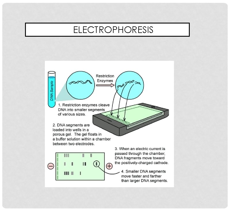 ELECTROPHORESIS 