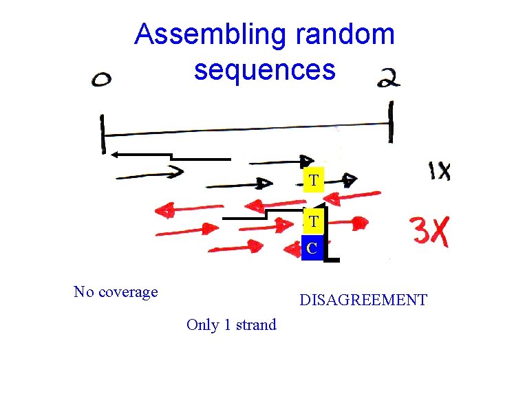 Assembling random sequences T T C No coverage DISAGREEMENT Only 1 strand 