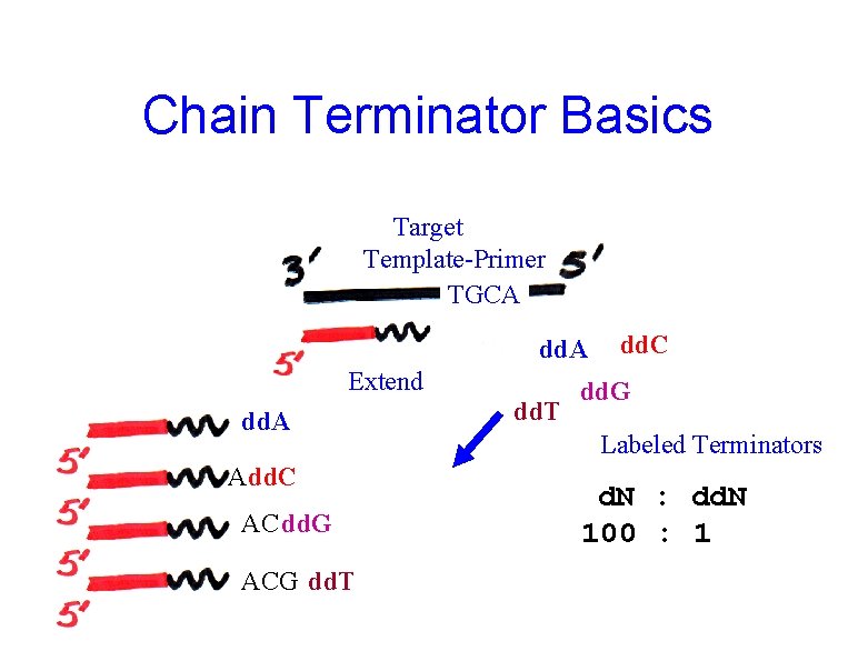 Chain Terminator Basics Target Template-Primer TGCA dd. A Extend dd. A Add. C AC