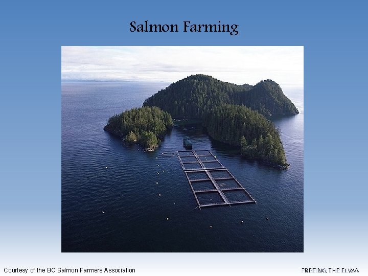 Salmon Farming Courtesy of the BC Salmon Farmers Association FREEING THE ELWA 