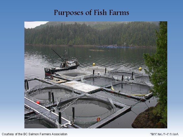 Purposes of Fish Farms Courtesy of the BC Salmon Farmers Association FREEING THE ELWA