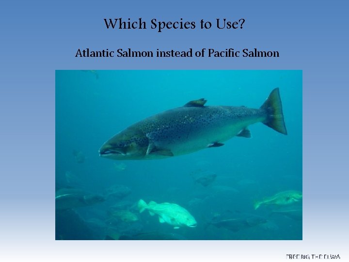 Which Species to Use? Atlantic Salmon instead of Pacific Salmon FREEING THE ELWA 