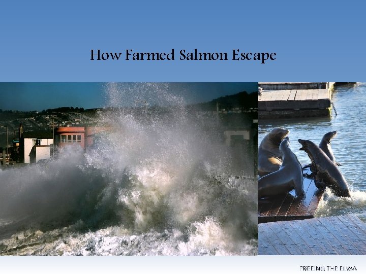 How Farmed Salmon Escape FREEING THE ELWA 