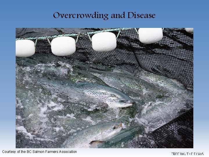 Overcrowding and Disease Courtesy of the BC Salmon Farmers Association FREEING THE ELWA 