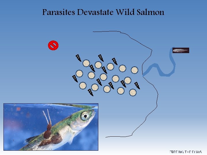 Parasites Devastate Wild Salmon FREEING THE ELWA 