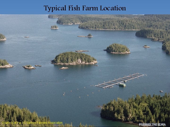 Typical Fish Farm Location Courtesy of the BC Salmon Farmers Association FREEING THE ELWA