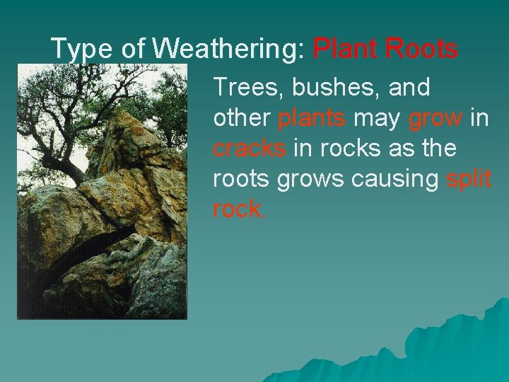 Type of Weathering: Plant Roots Trees, bushes, and other plants may grow in cracks