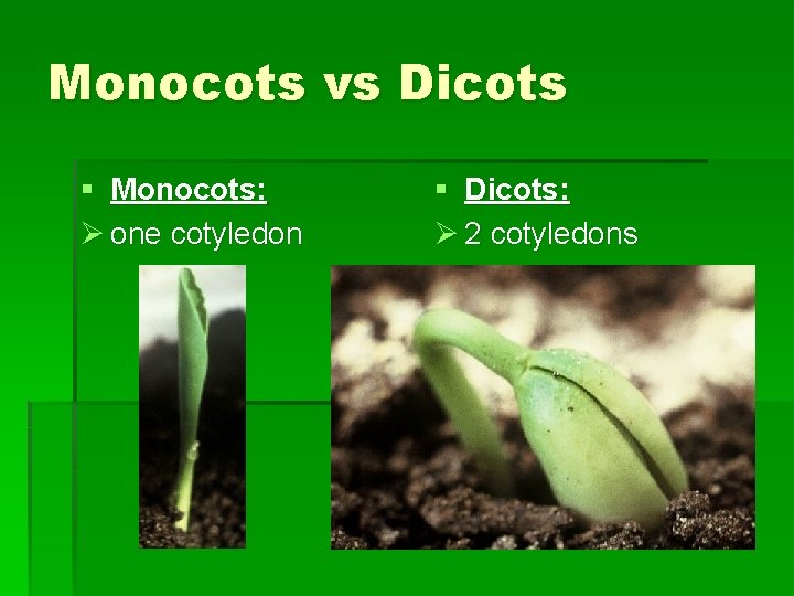 Monocots vs Dicots § Monocots: Ø one cotyledon § Dicots: Ø 2 cotyledons 