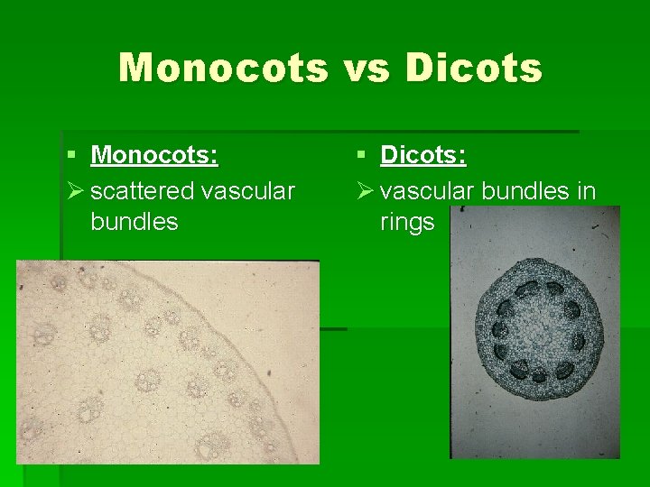 Monocots vs Dicots § Monocots: Ø scattered vascular bundles § Dicots: Ø vascular bundles