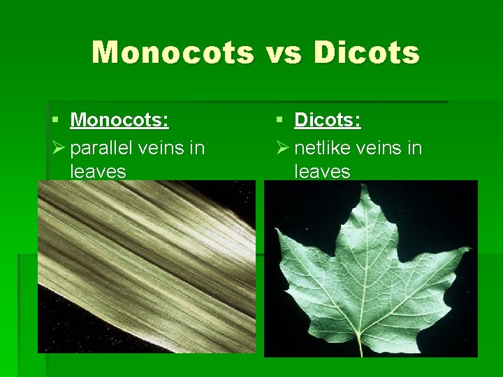 Monocots vs Dicots § Monocots: Ø parallel veins in leaves § Dicots: Ø netlike