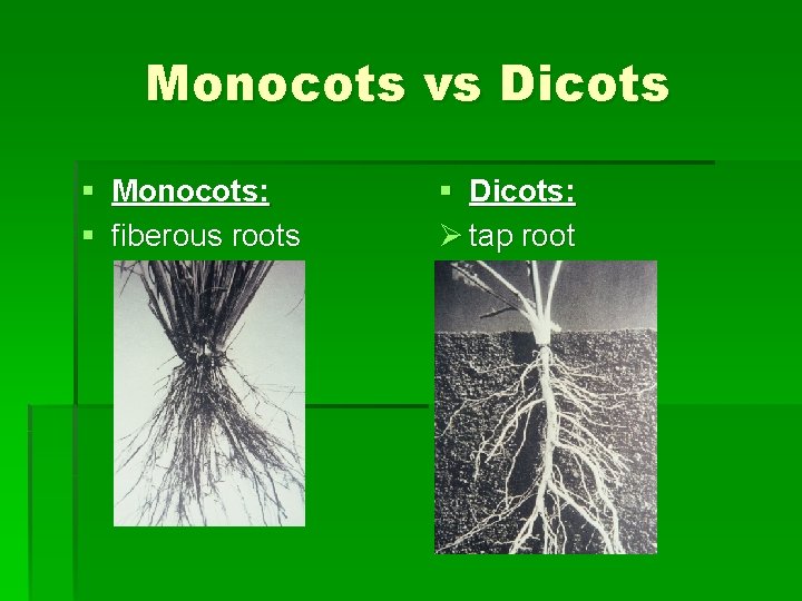 Monocots vs Dicots § Monocots: § fiberous roots § Dicots: Ø tap root 