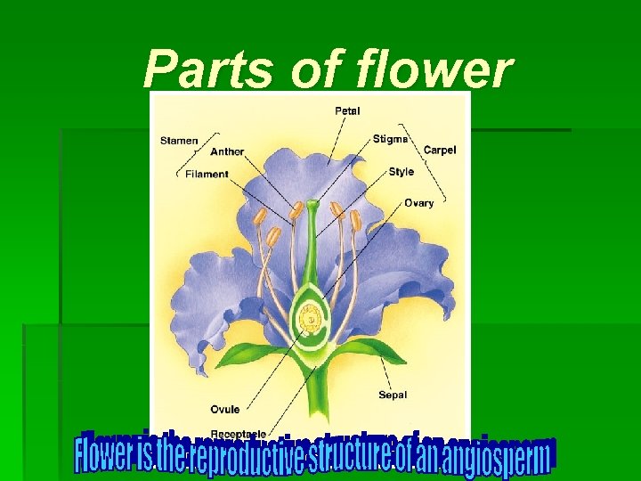 Parts of flower 