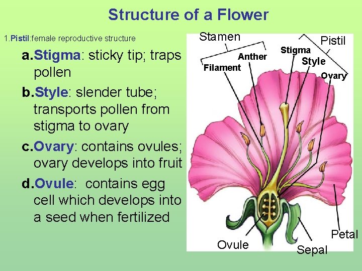 Structure of a Flower 1. Pistil: female reproductive structure a. Stigma: sticky tip; traps