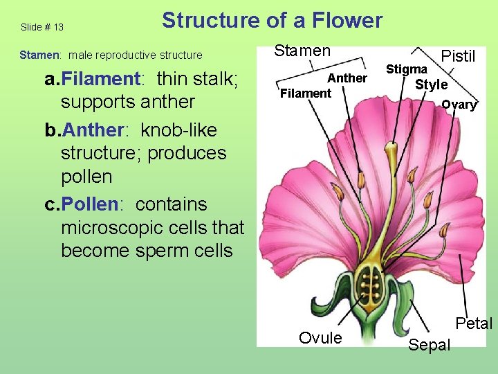 Slide # 13 Structure of a Flower Stamen: male reproductive structure a. Filament: thin