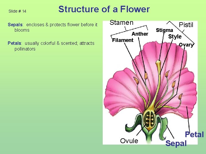 Slide # 14 Structure of a Flower Sepals: encloses & protects flower before it