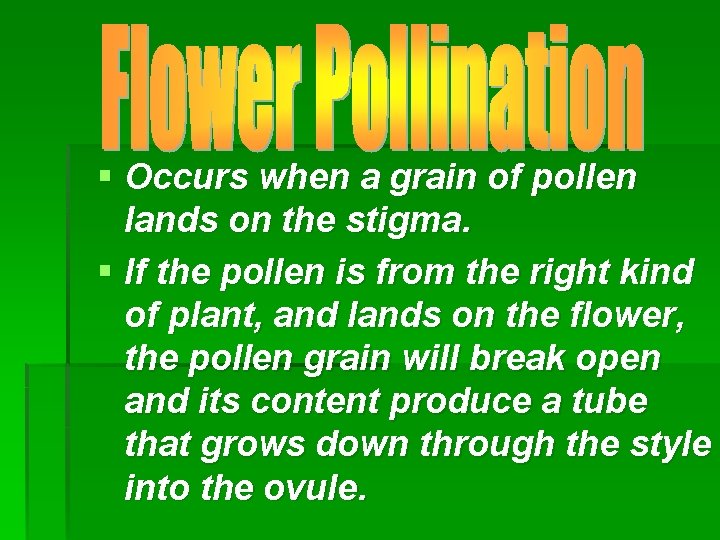 § Occurs when a grain of pollen lands on the stigma. § If the