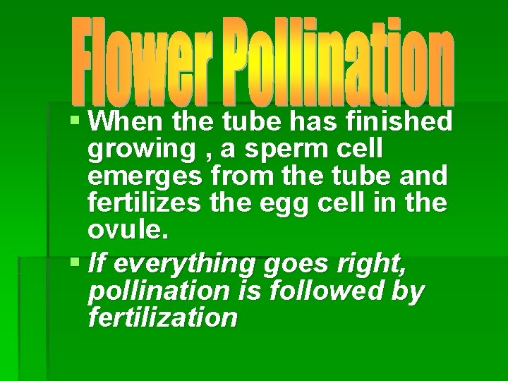 § When the tube has finished growing , a sperm cell emerges from the