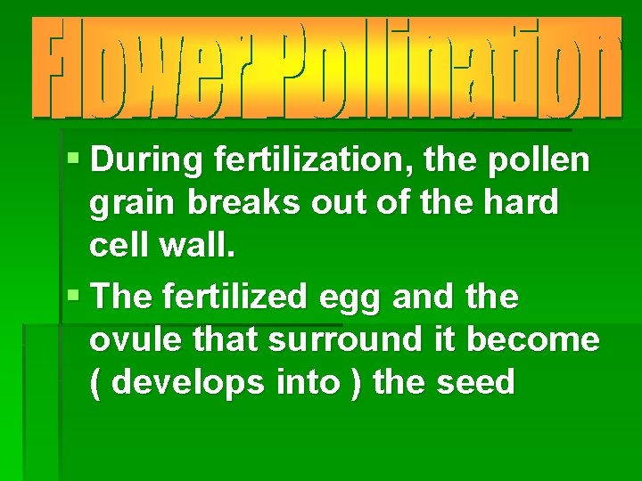 § During fertilization, the pollen grain breaks out of the hard cell wall. §