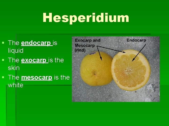 Hesperidium § The endocarp is liquid § The exocarp is the skin § The