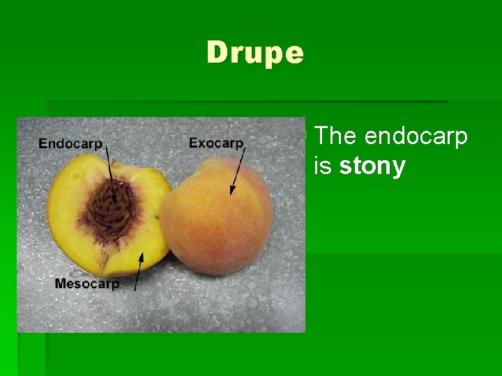 Drupe § The endocarp is stony 