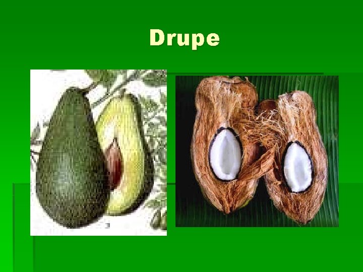 Drupe 