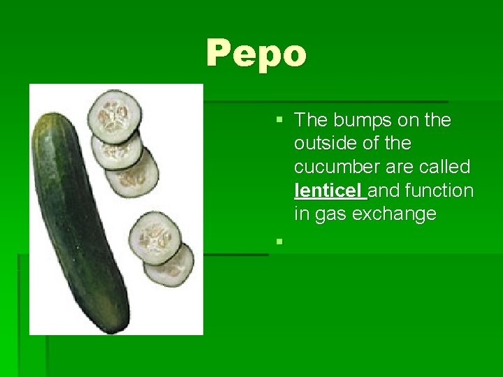 Pepo § The bumps on the outside of the cucumber are called lenticel and