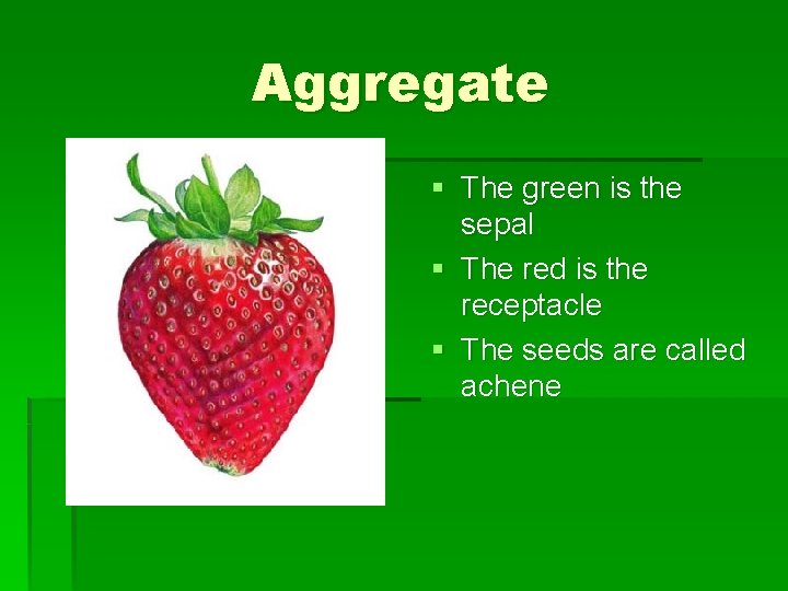 Aggregate § The green is the sepal § The red is the receptacle §