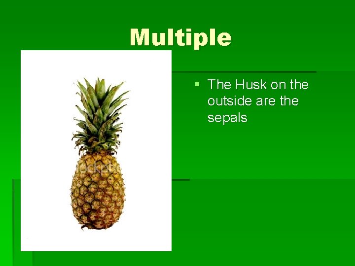 Multiple § The Husk on the outside are the sepals 