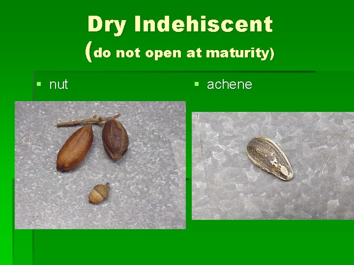 Dry Indehiscent (do not open at maturity) § nut § achene 
