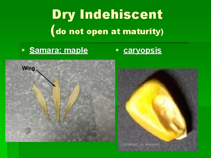 Dry Indehiscent (do not open at maturity) § Samara: maple § caryopsis 