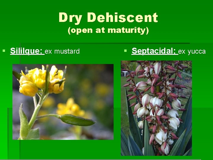 Dry Dehiscent (open at maturity) § Sililque: ex mustard § Septacidal; ex yucca 