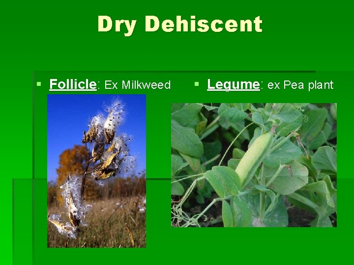 Dry Dehiscent § Follicle: Ex Milkweed § Legume: ex Pea plant 