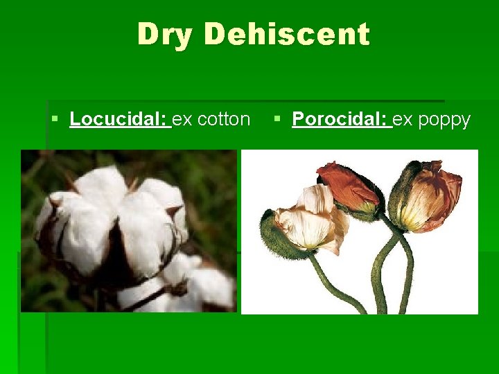 Dry Dehiscent § Locucidal: ex cotton § Porocidal: ex poppy 