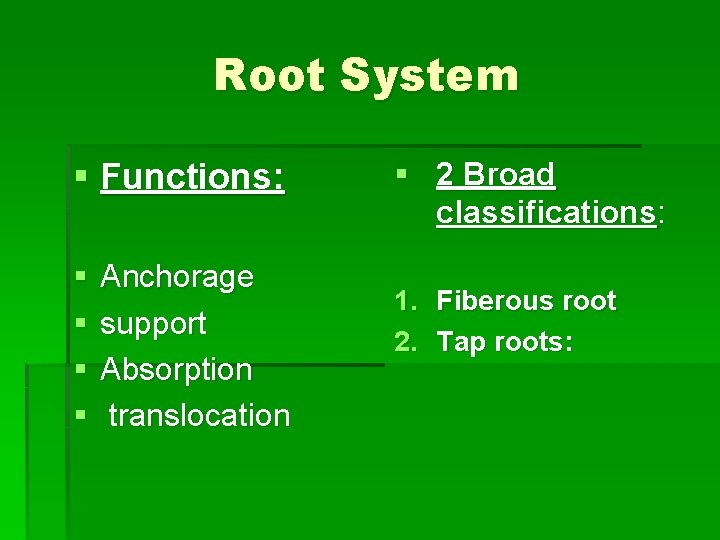 Root System § Functions: § § Anchorage support Absorption translocation § 2 Broad classifications: